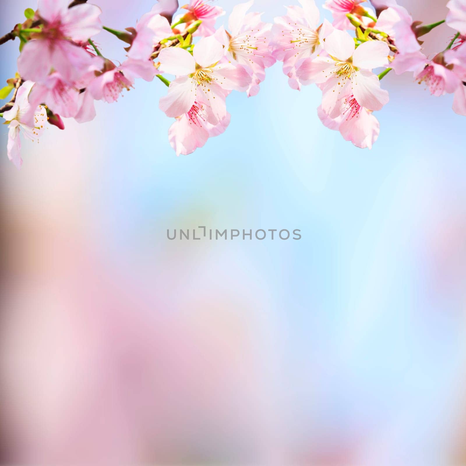 The realistic sakura cherry branch with blooming flowers with nice background color