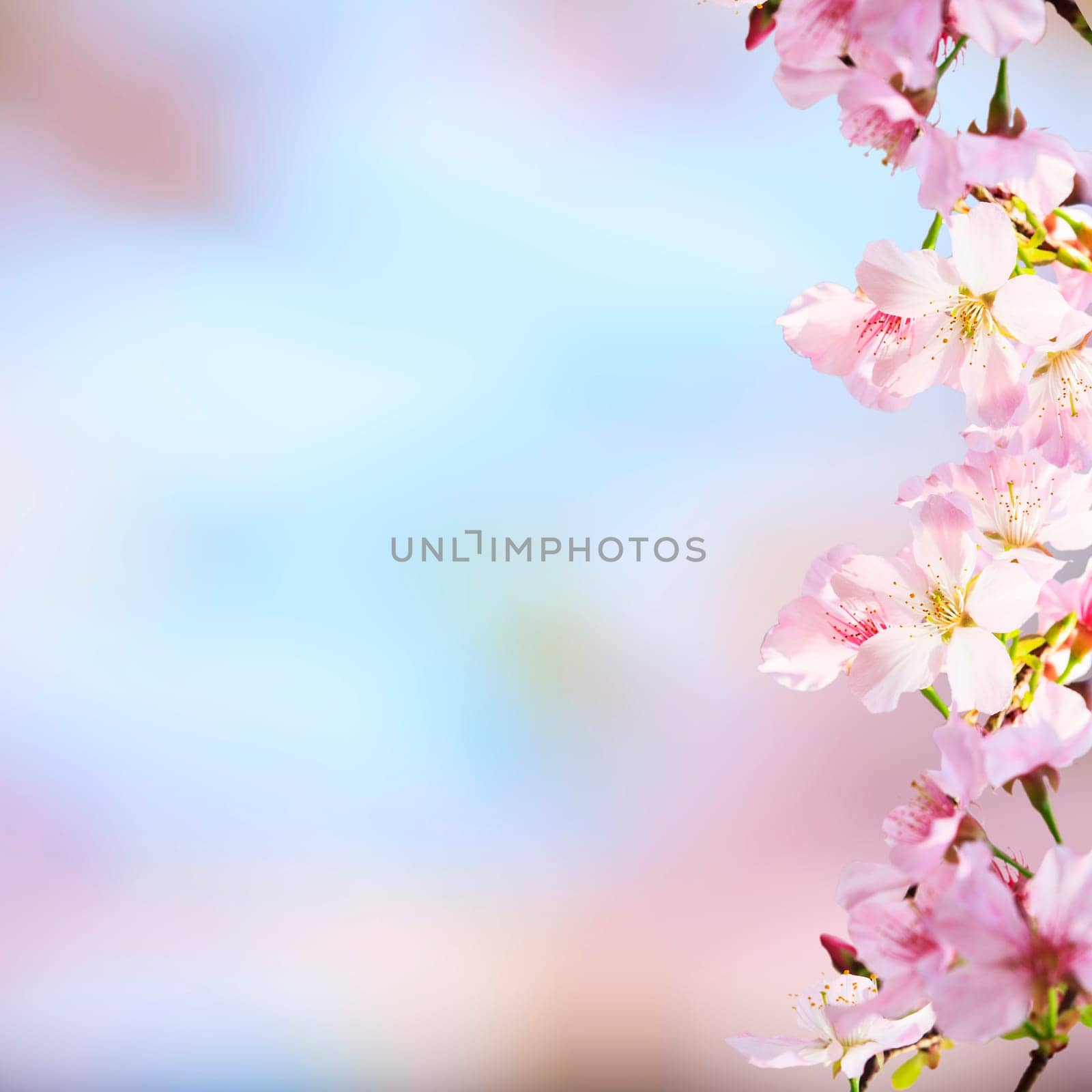 The realistic sakura cherry branch with blooming flowers with nice background color