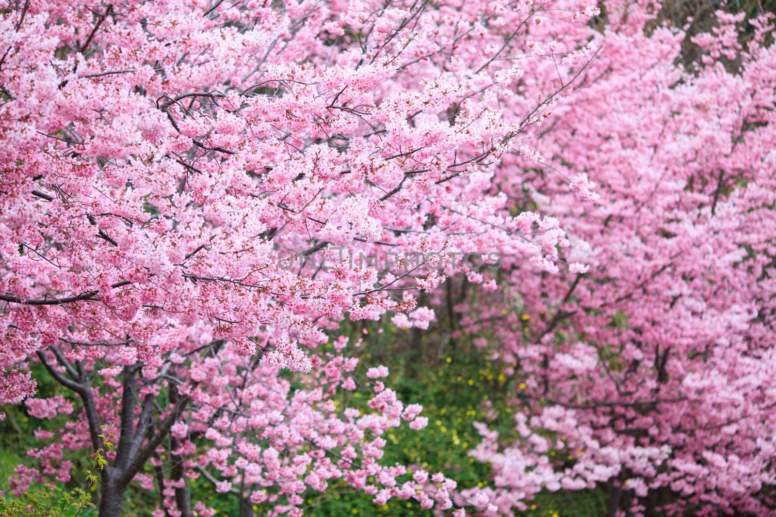 The realistic sakura cherry branch with blooming flowers with nice background color