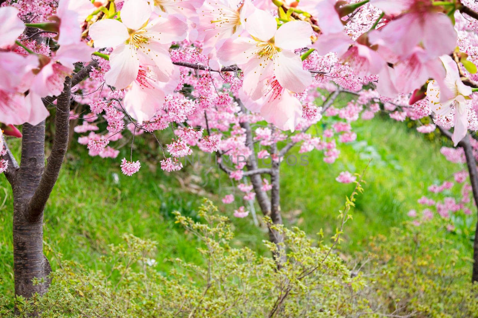 The realistic sakura cherry branch with blooming flowers with nice background color