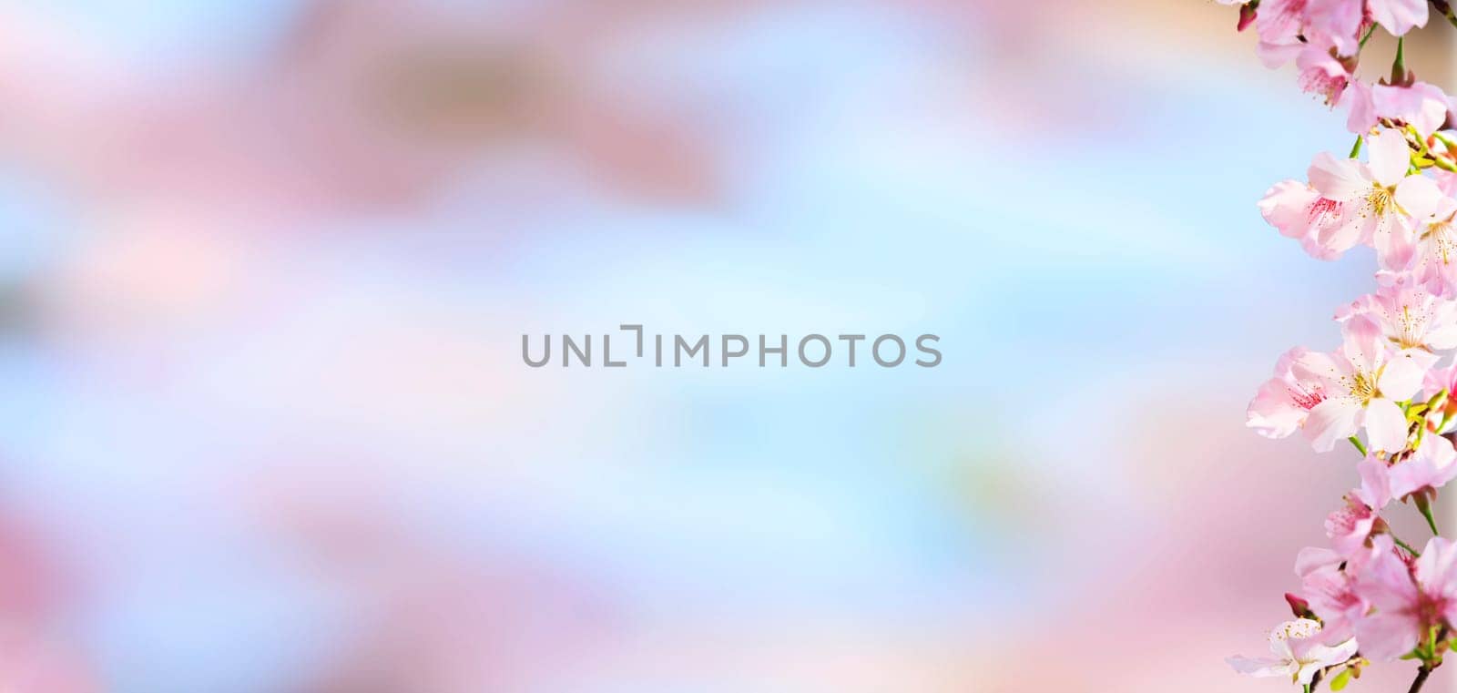 The realistic sakura cherry branch with blooming flowers with nice background color