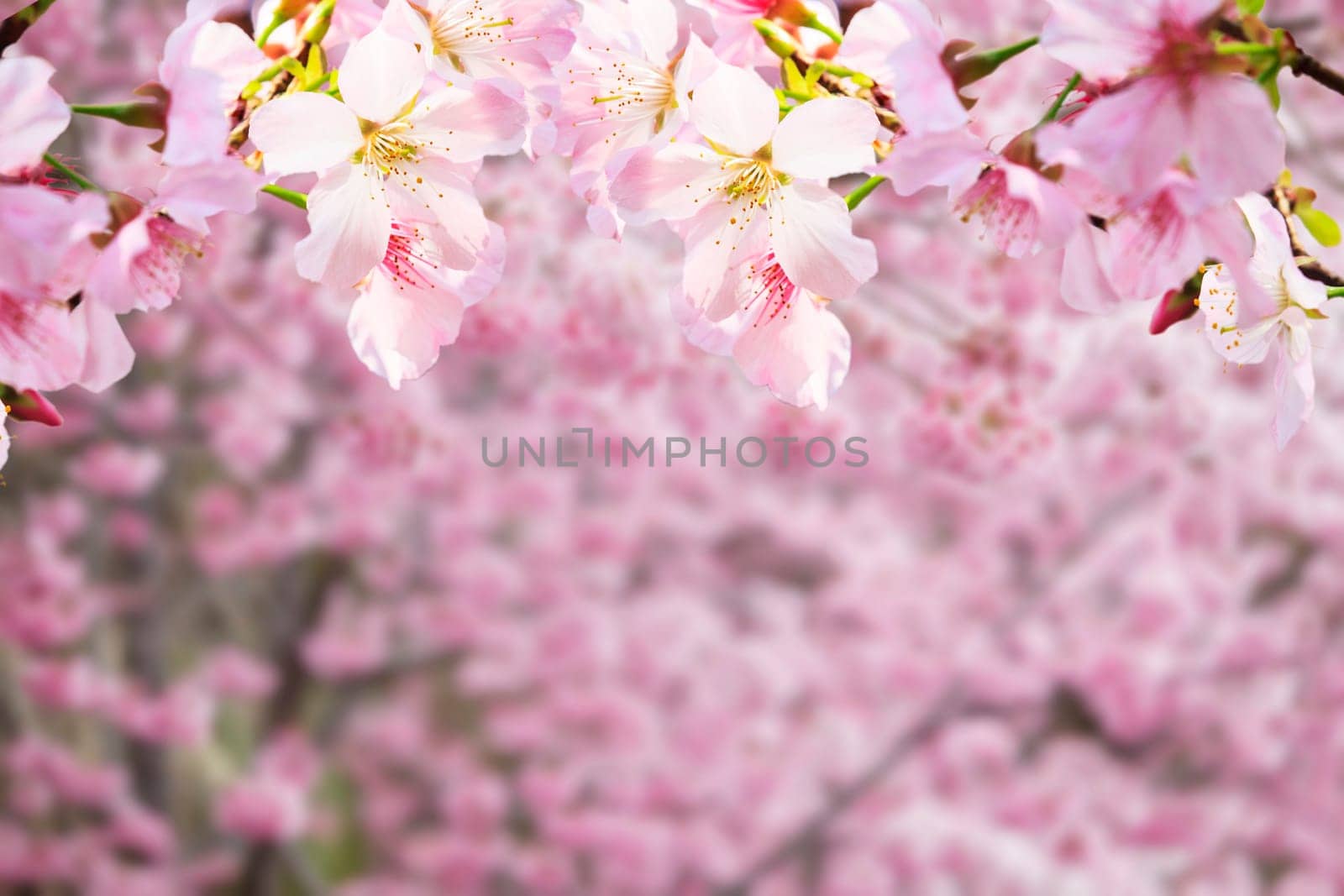 The realistic sakura cherry branch with blooming flowers with nice background color