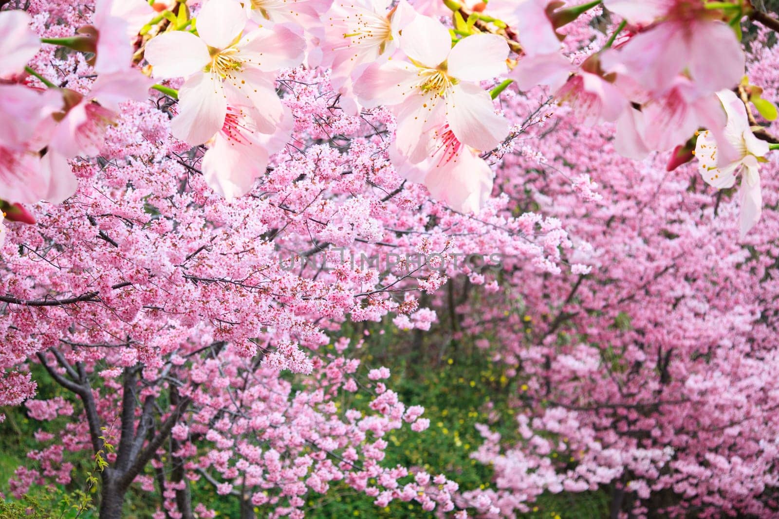 The realistic sakura cherry branch with blooming flowers with nice background color