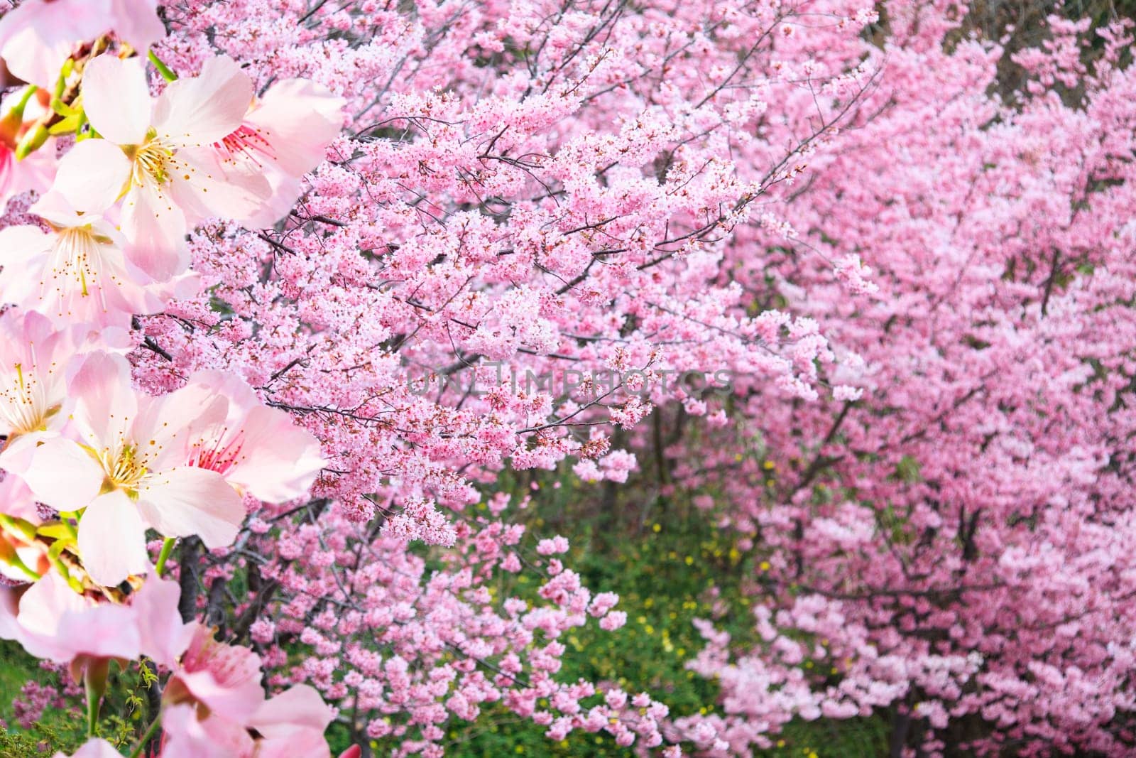 The realistic sakura cherry branch with blooming flowers with nice background color