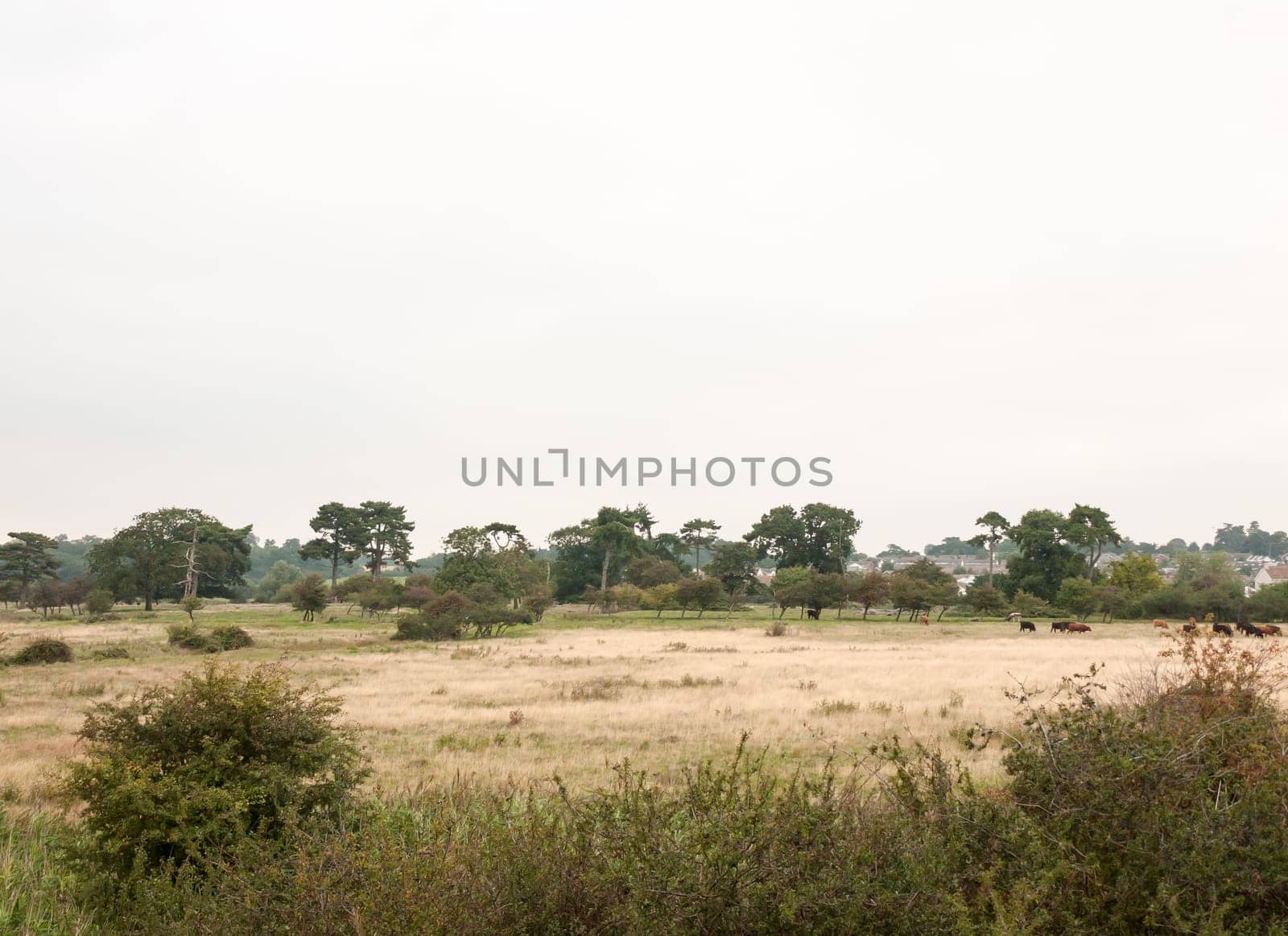rural scenery on a cold overcast day with cows grazing  England  UK
