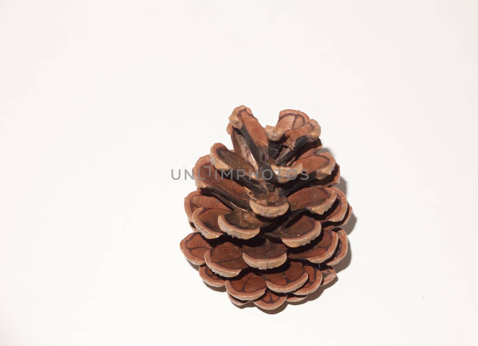 a brown pine cone open on white background  England  UK