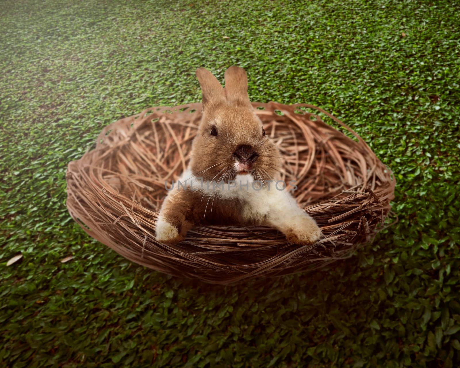 Cute easter bunny inside the nest. Happy easter concept