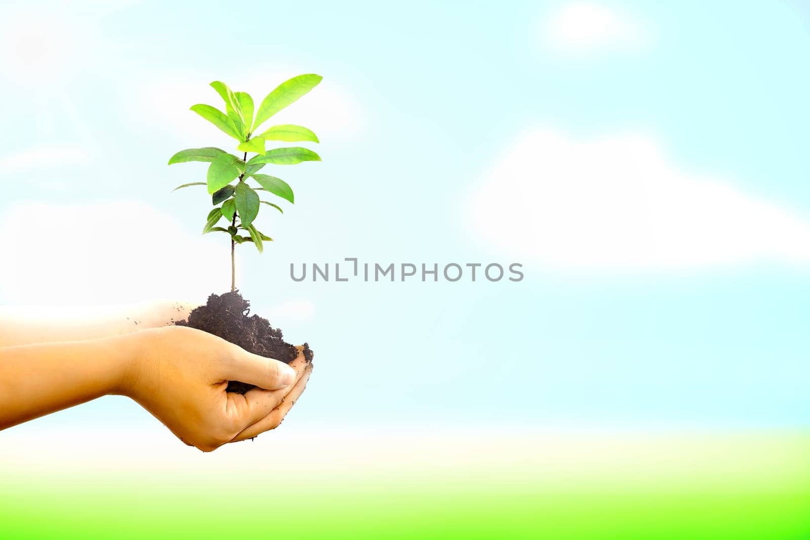 Woman hand holding a new tree over nature background. Concept about growing a new tree to save the world