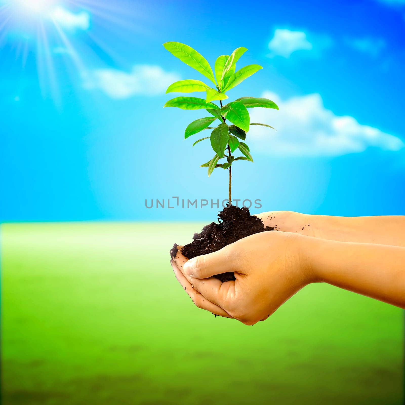 Woman hand holding a new tree over nature background. Concept about growing a new tree to save the world