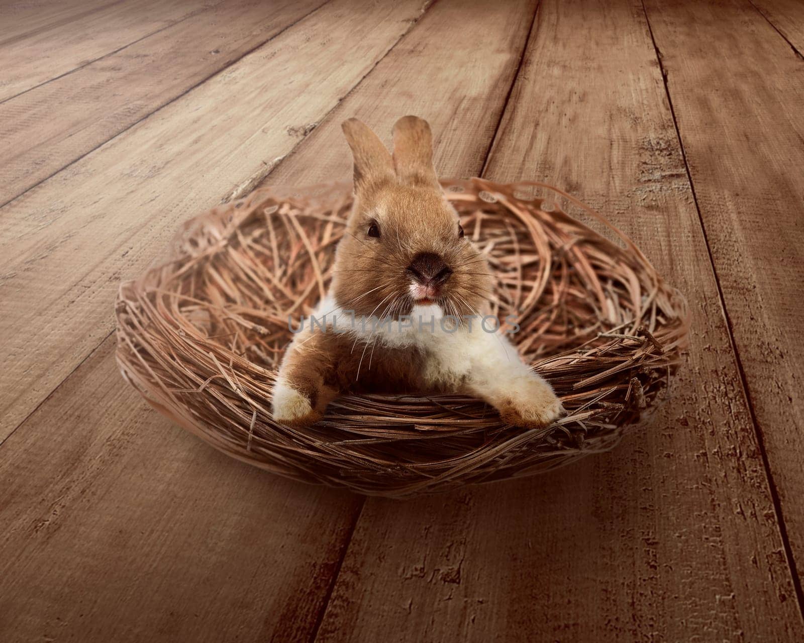 Cute easter bunny inside the nest. Happy easter concept