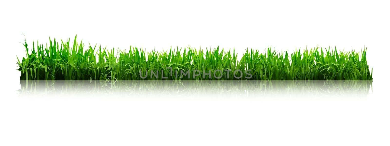Green grass isolated on white background. Great for your design