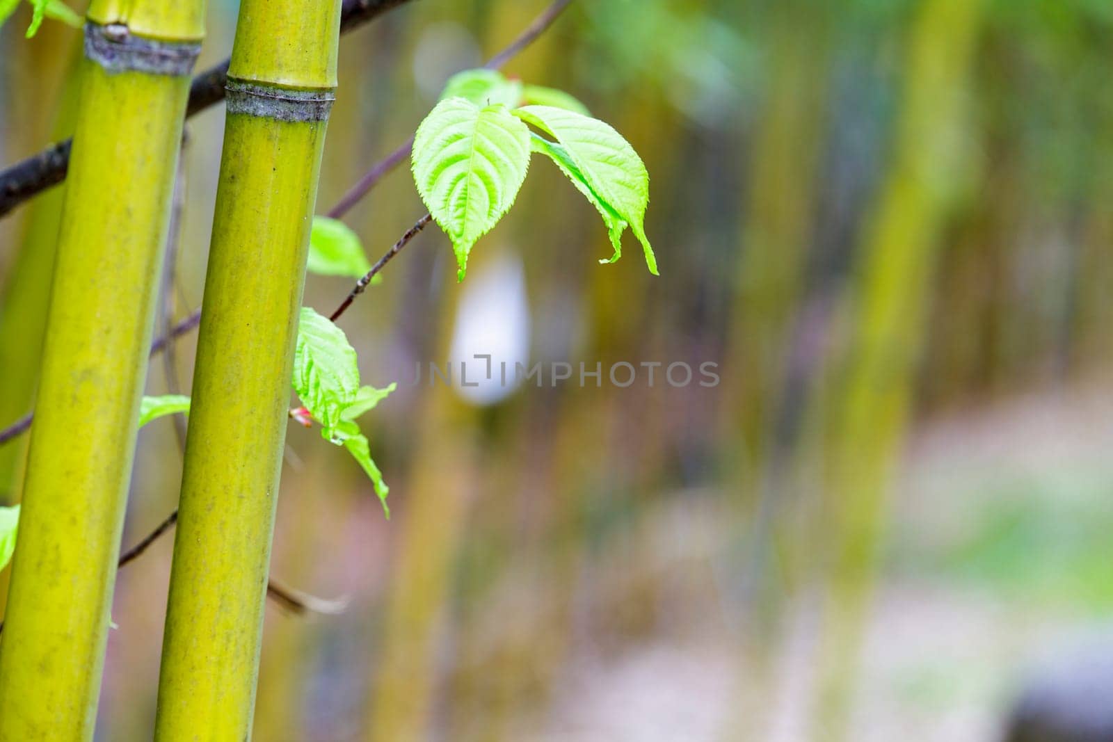 The beautiful bamboo branch in bamboo forest with beautiful green nature background