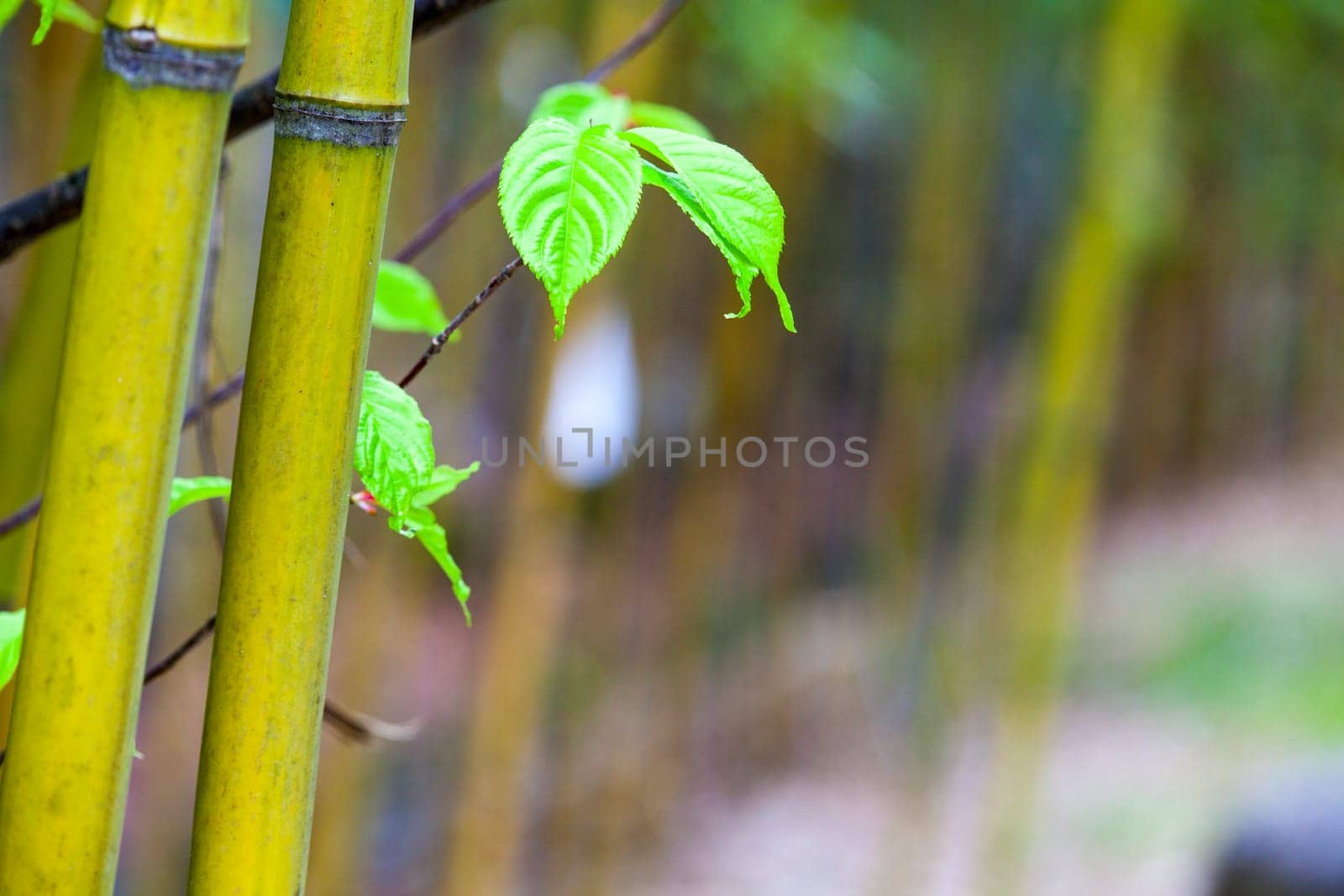 The beautiful bamboo branch in bamboo forest with beautiful green nature background