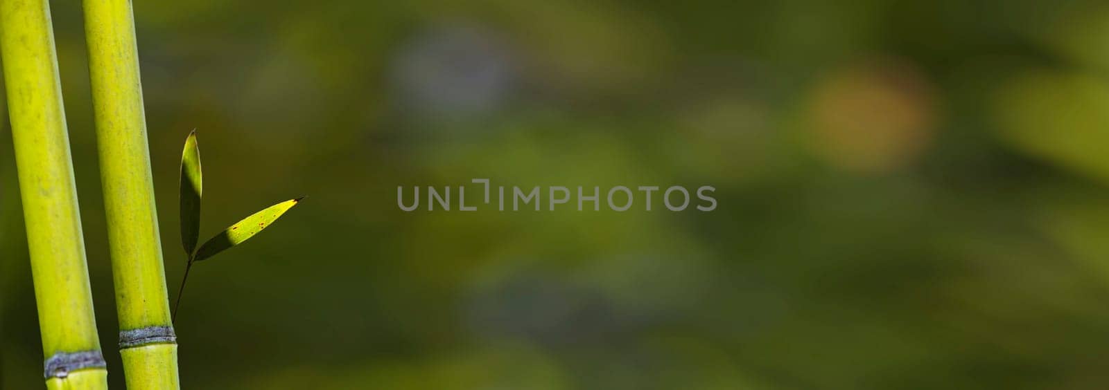 The beautiful bamboo branch in bamboo forest with beautiful green nature background