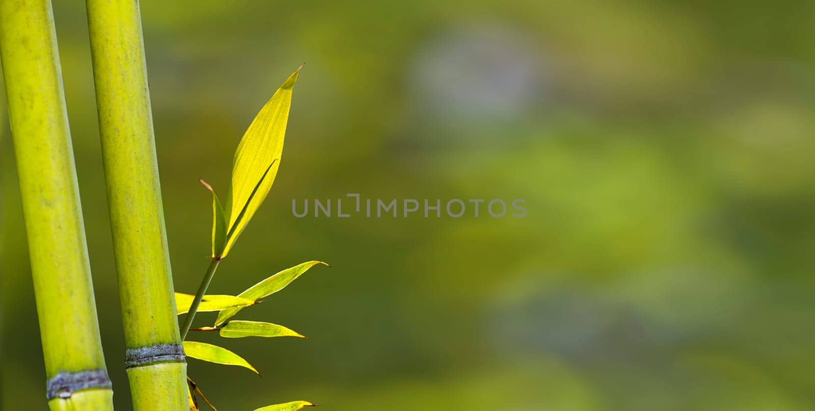 The beautiful bamboo branch in bamboo forest with beautiful green nature background