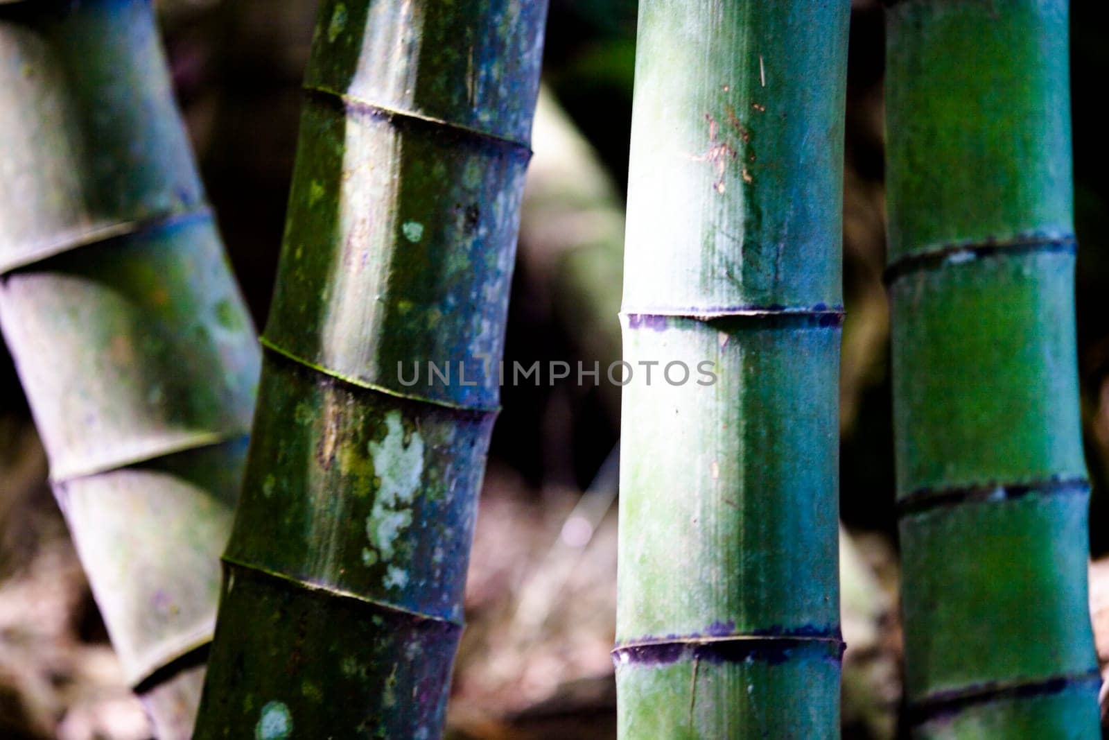 The beautiful bamboo branch in bamboo forest with beautiful green nature background
