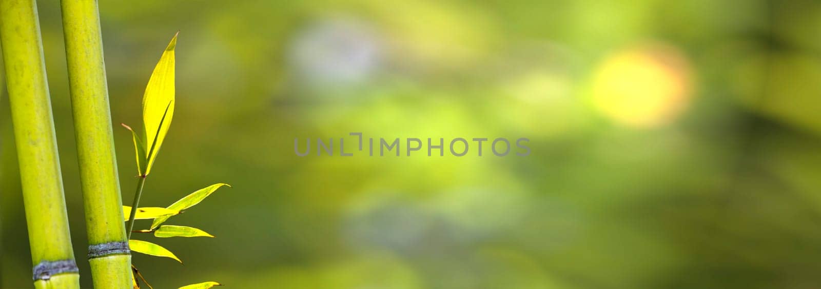 The beautiful bamboo branch in bamboo forest with beautiful green nature background