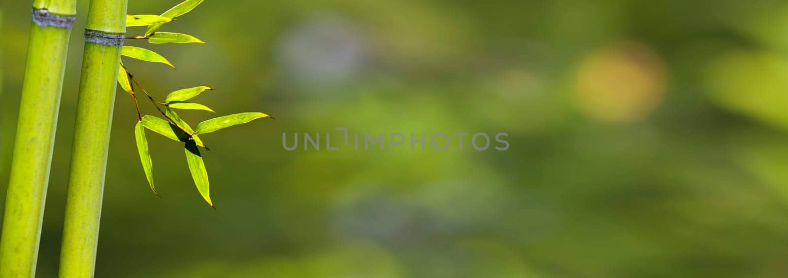 The beautiful bamboo branch in bamboo forest with beautiful green nature background