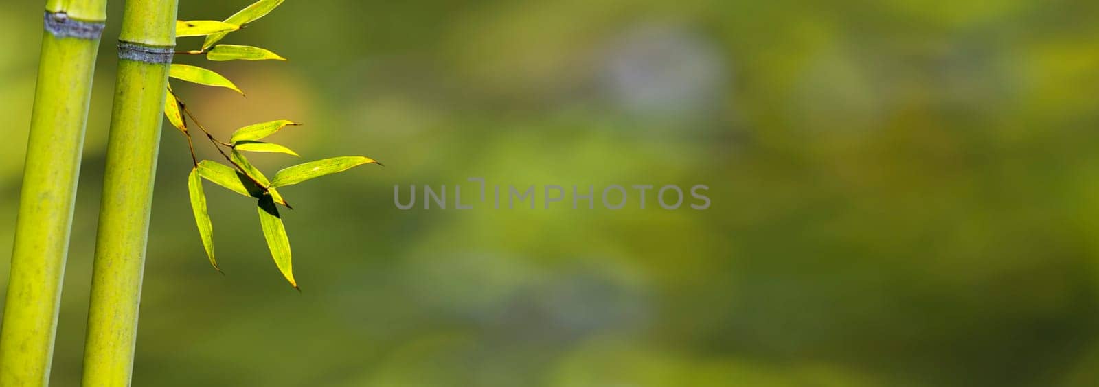 The beautiful bamboo branch in bamboo forest with beautiful green nature background