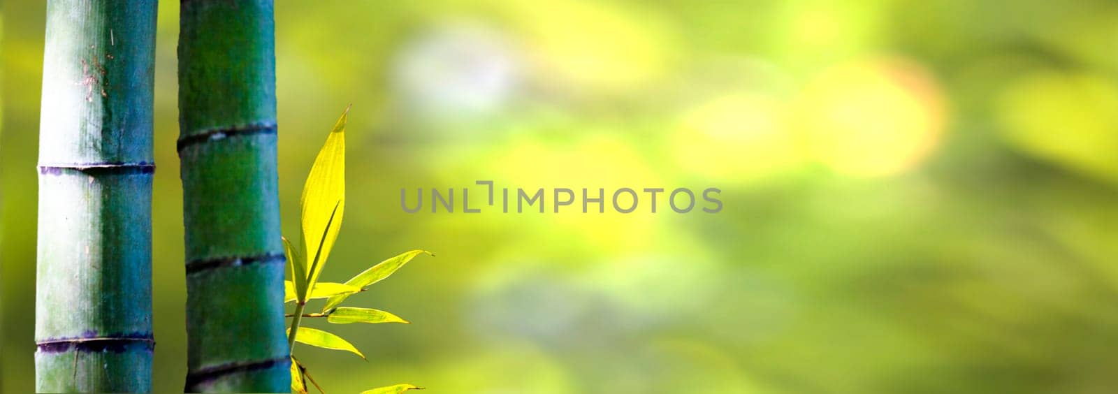 The beautiful bamboo branch in bamboo forest with beautiful green nature background