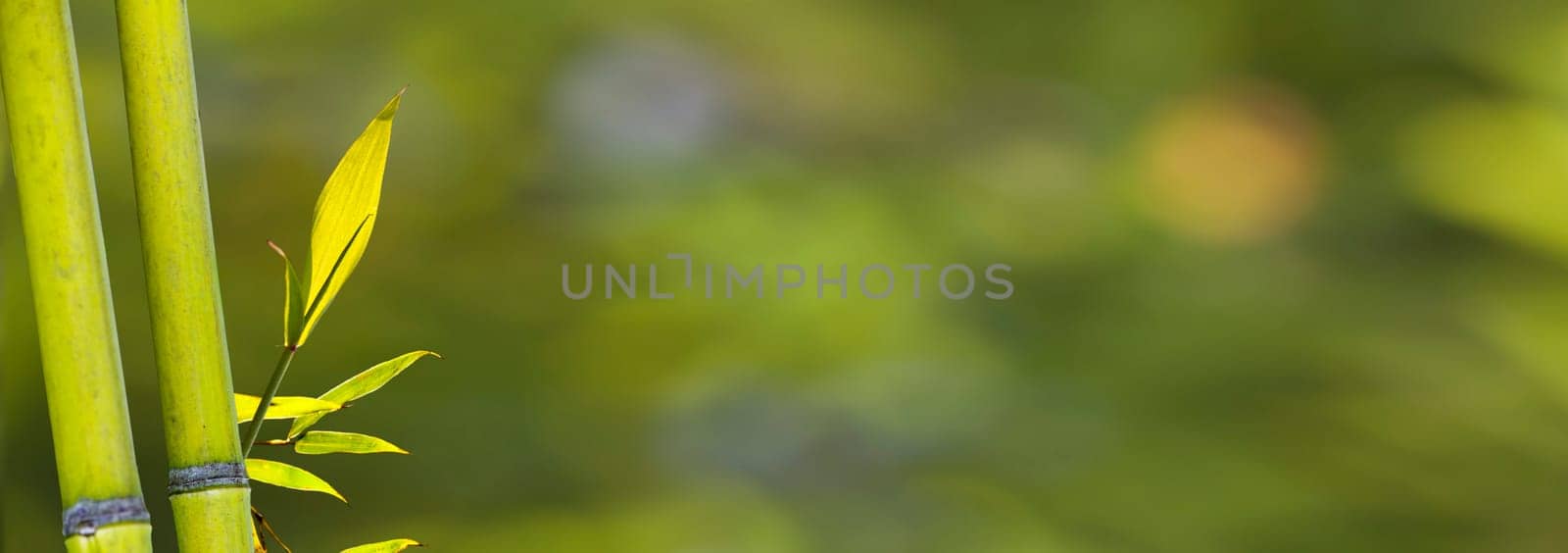 The beautiful bamboo branch in bamboo forest with beautiful green nature background