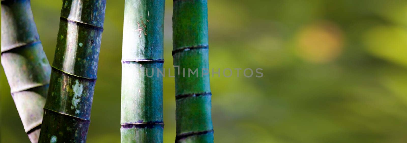 The beautiful bamboo branch in bamboo forest with beautiful green nature background