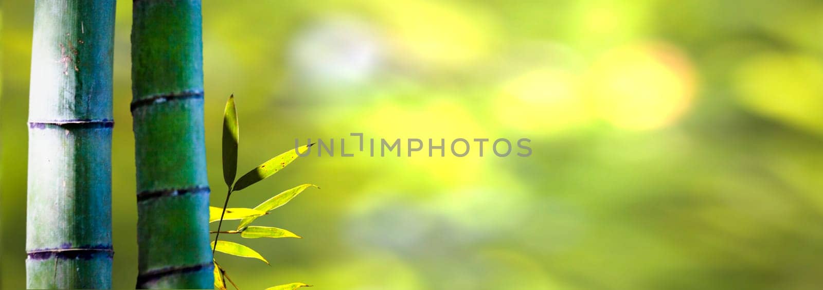 The beautiful bamboo branch in bamboo forest with beautiful green nature background