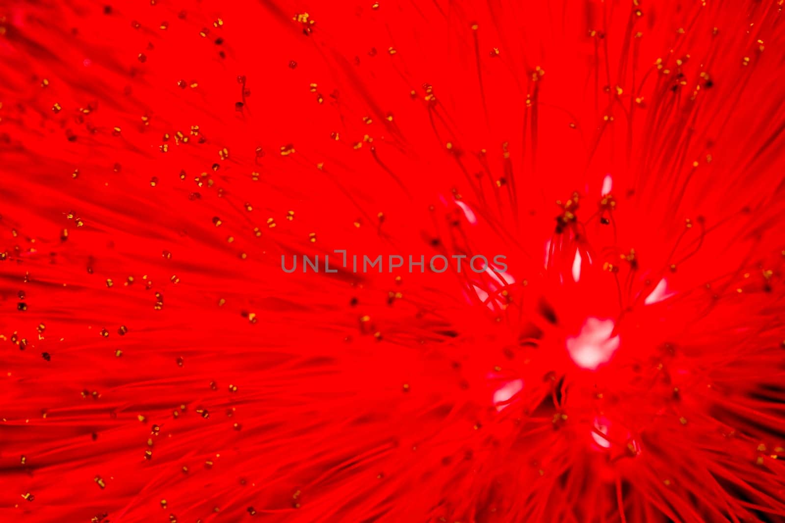 The beautiful pistils and stamens of a flower