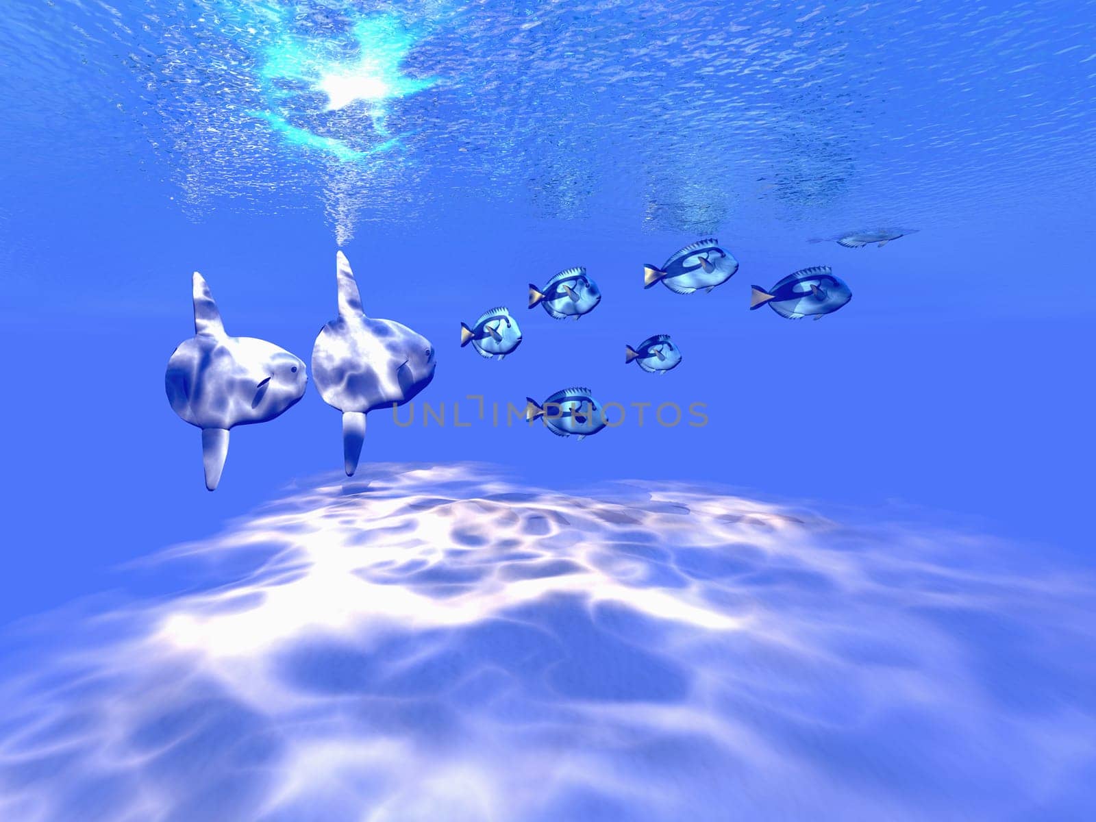 Two Sunfish swim near a school of Blue Tango fish in clear tropical waters.