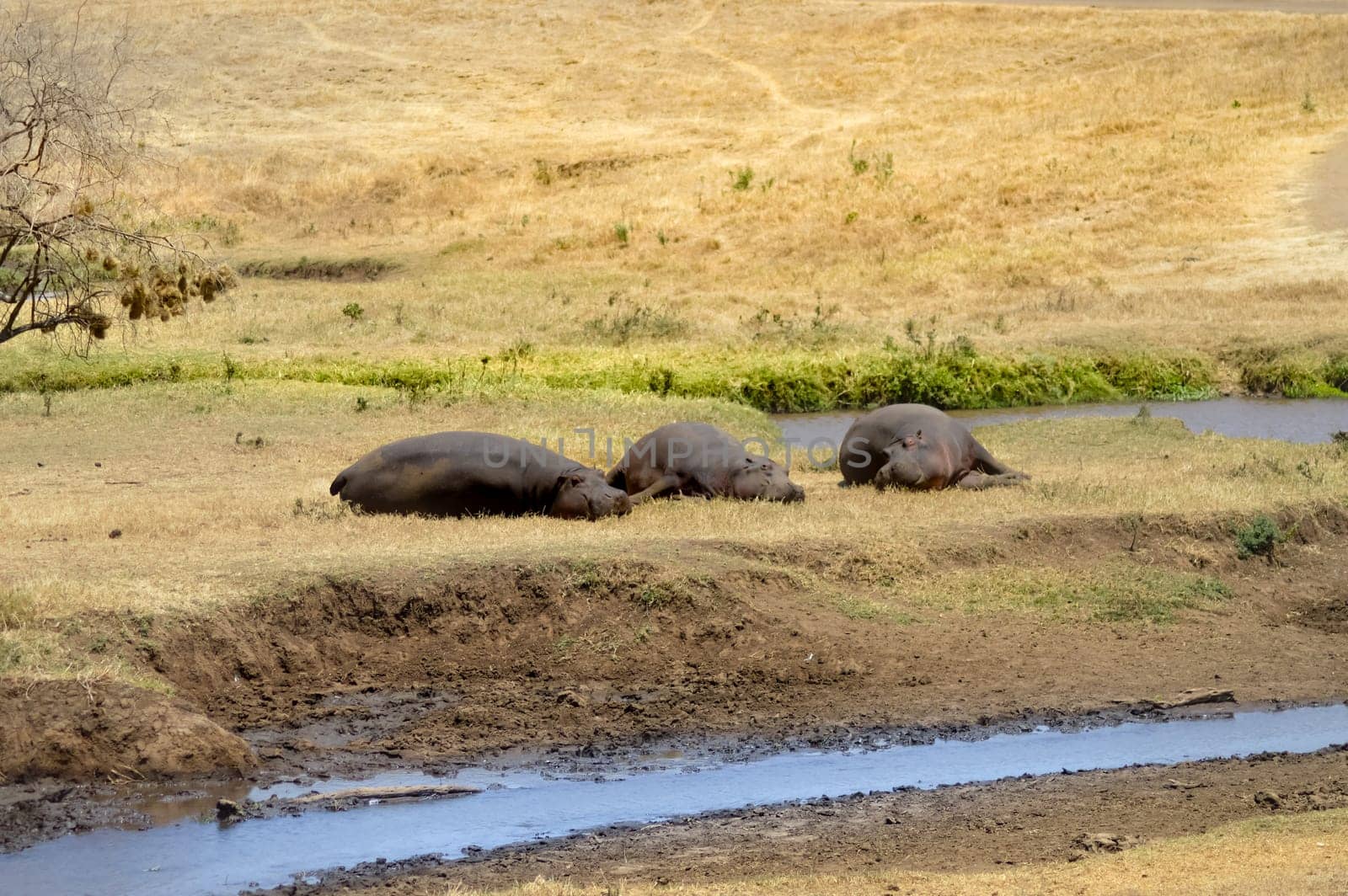 Three Hippo napping on the edge of a pond in a park in Tanzania