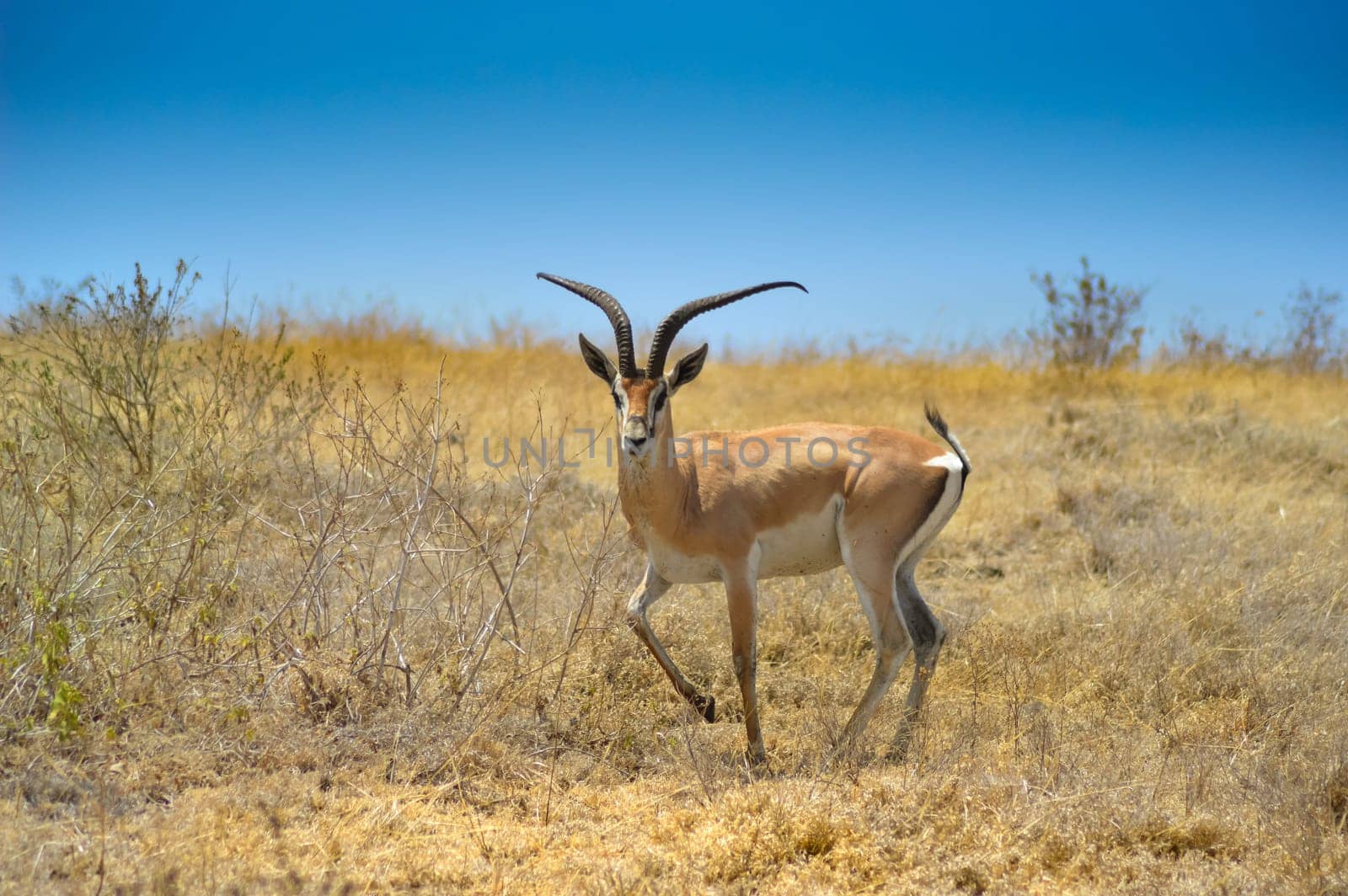 Gazelle the curious look in the African savannah