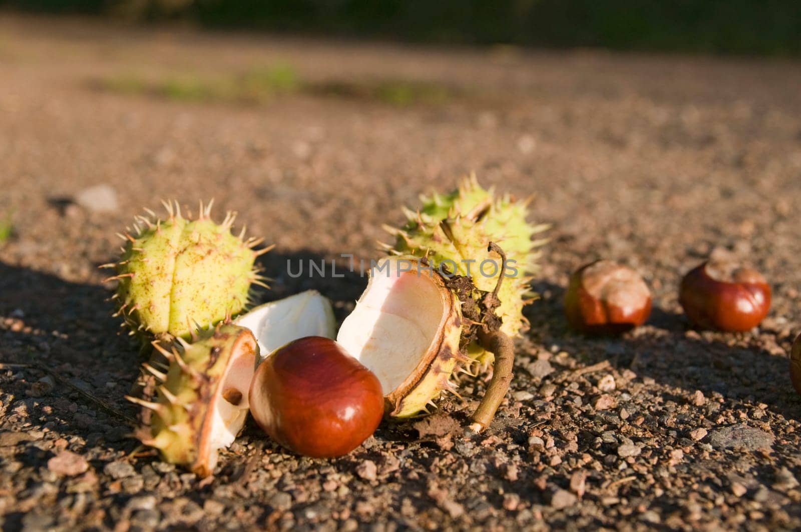 Close-up of several seeds of the horse chestnut tree fallen on a wall path in the side evening light.