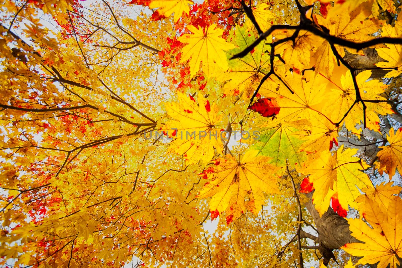 The easy picture beautiful maple autumn landscape background