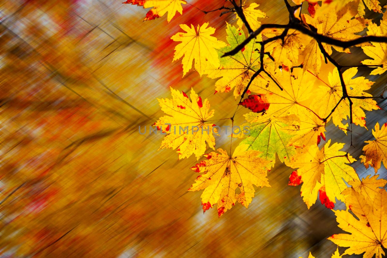The easy picture beautiful maple autumn landscape background