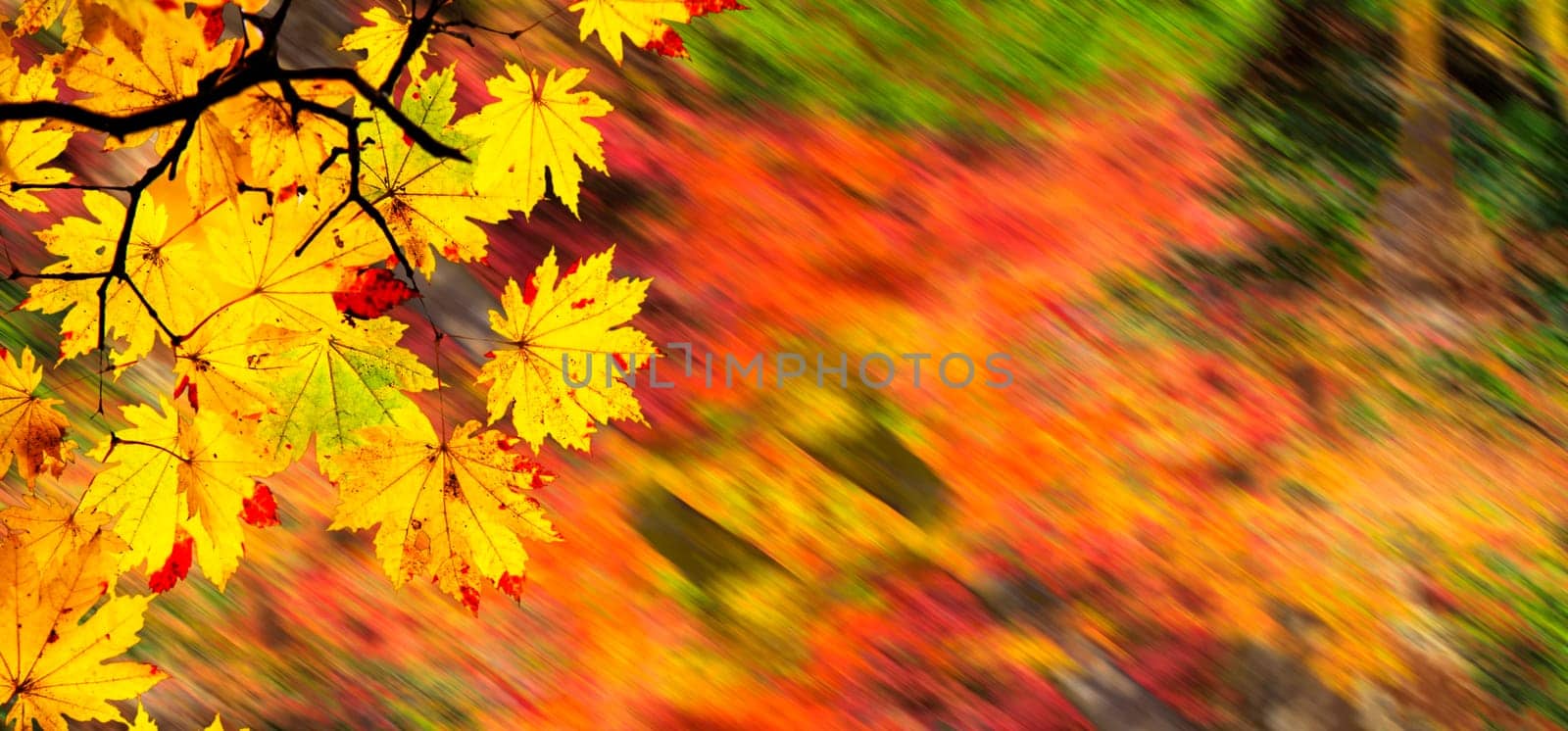 The easy picture beautiful maple autumn landscape background