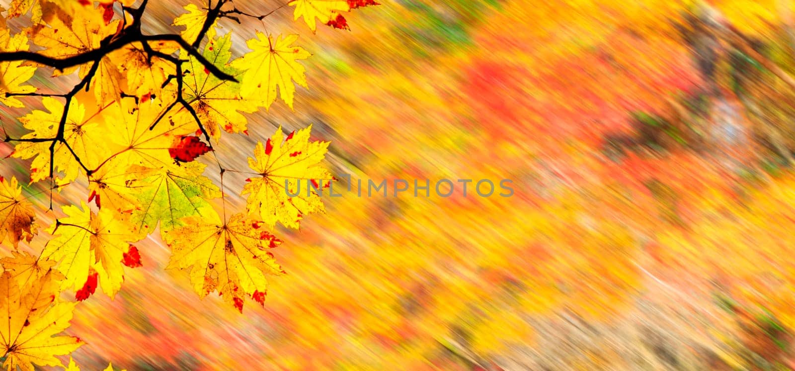 The easy picture beautiful maple autumn landscape background
