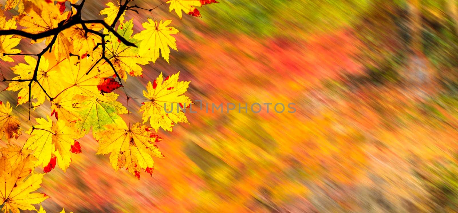 The easy picture beautiful maple autumn landscape background