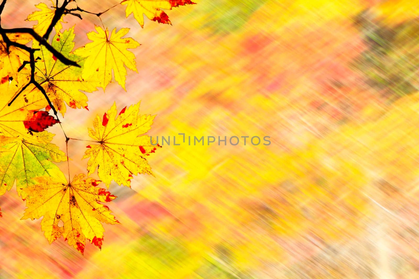 The easy picture beautiful maple autumn landscape background