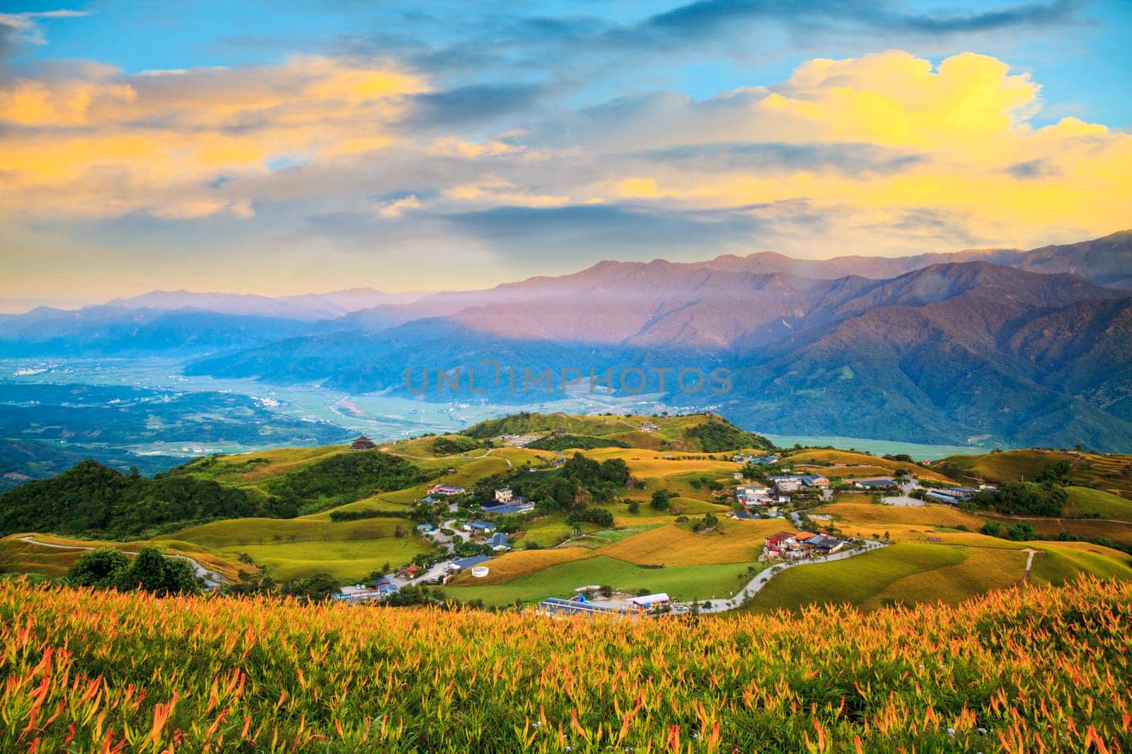 The Orange daylily flower at sixty stone mountain, Fuli, Hualien, Taiwan
