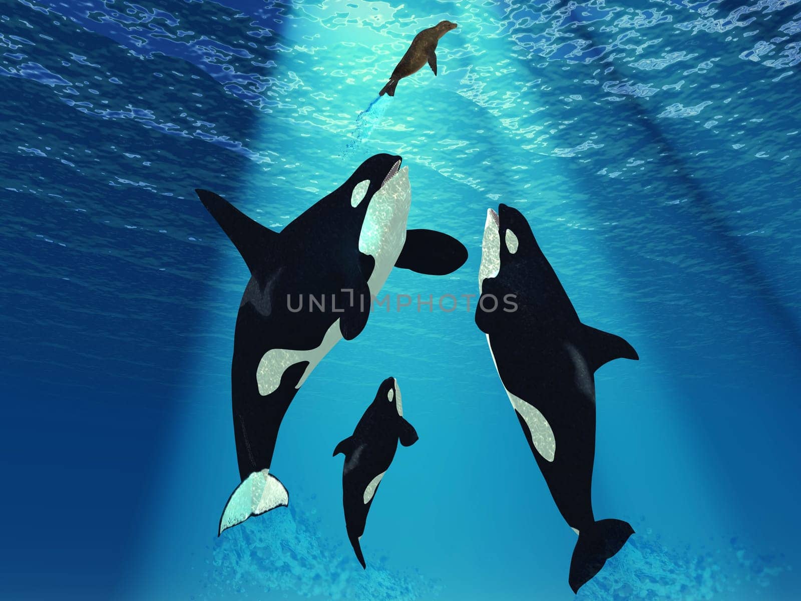 A pod a Killer whales chase a hapless seal up to the surface of the ocean.