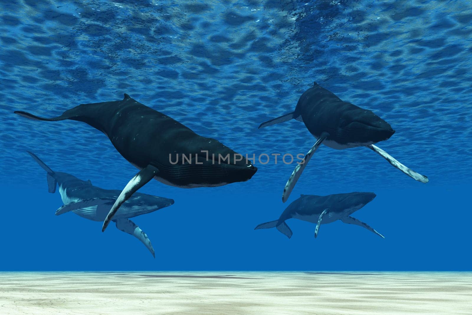 A pod of Humpback whales swim together on their migration to nothern ocean waters to feed.
