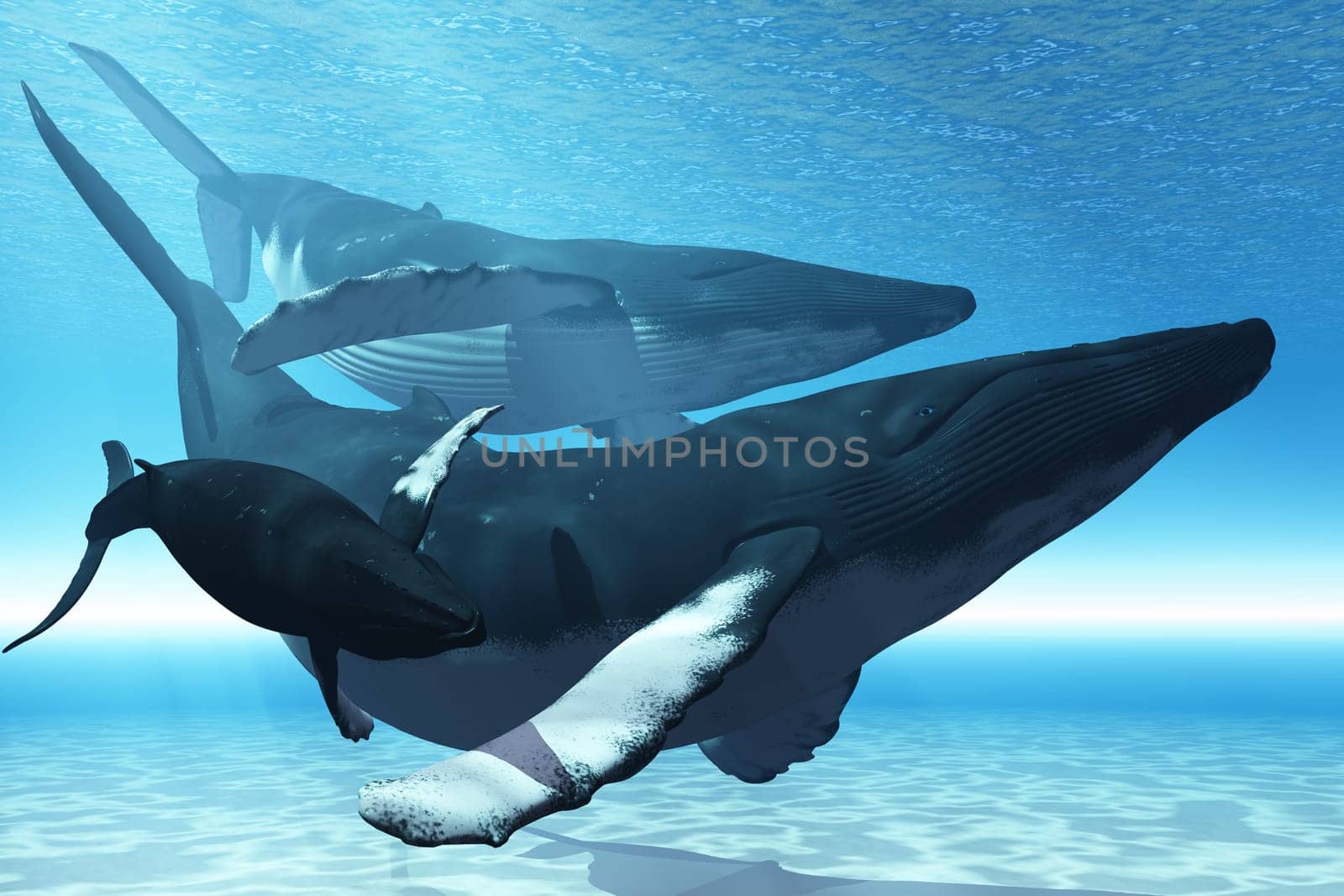 An escort accompanies a cow and calf Humback whales in shallow tropical waters.