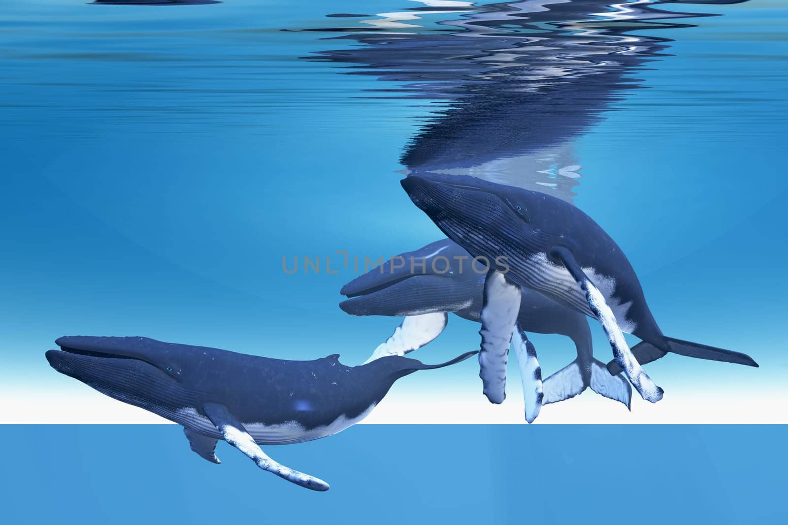 Three Humpback whales rest just under the ocean surface.