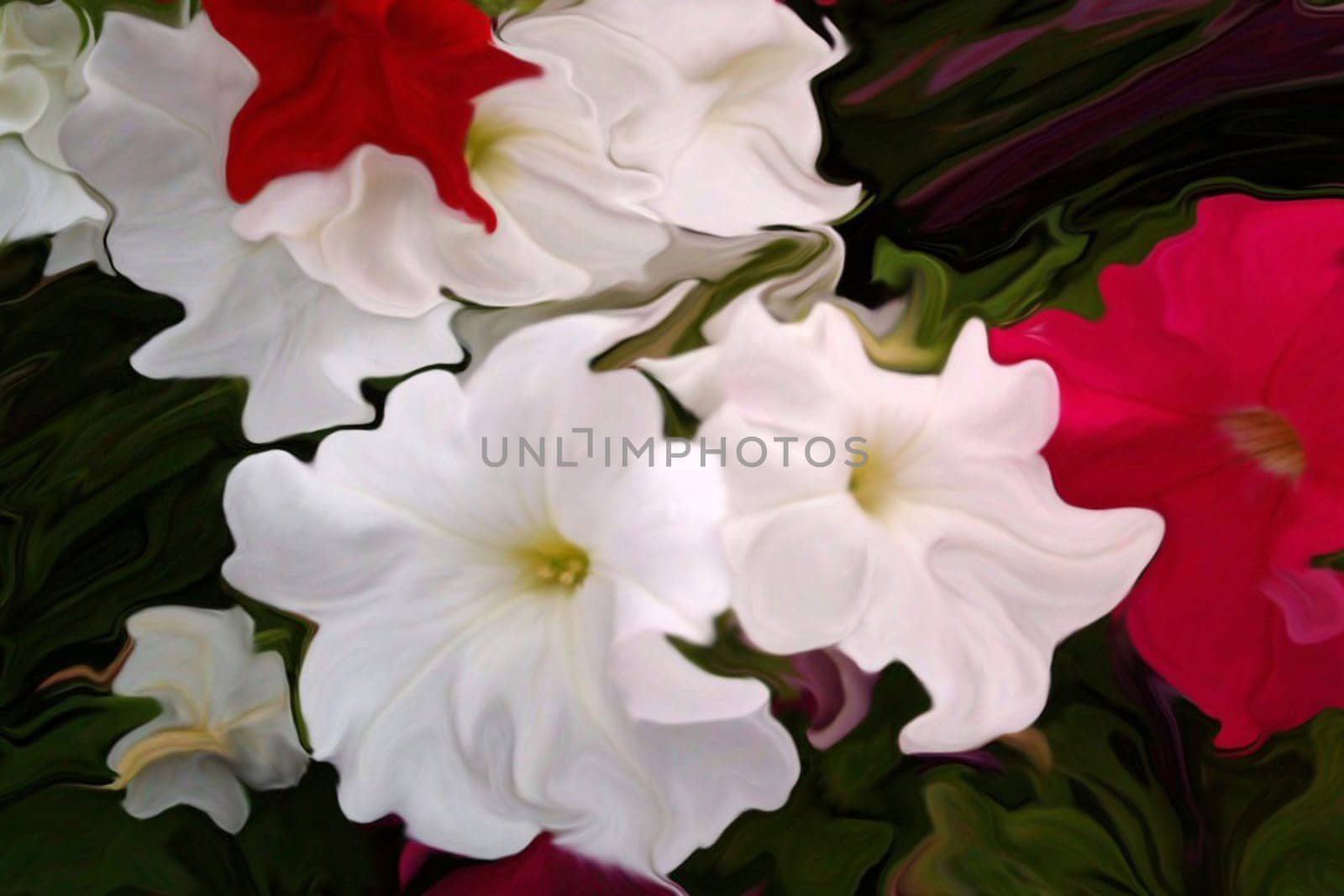 Delicate red and white Petunia flowers are a delite for the eye.