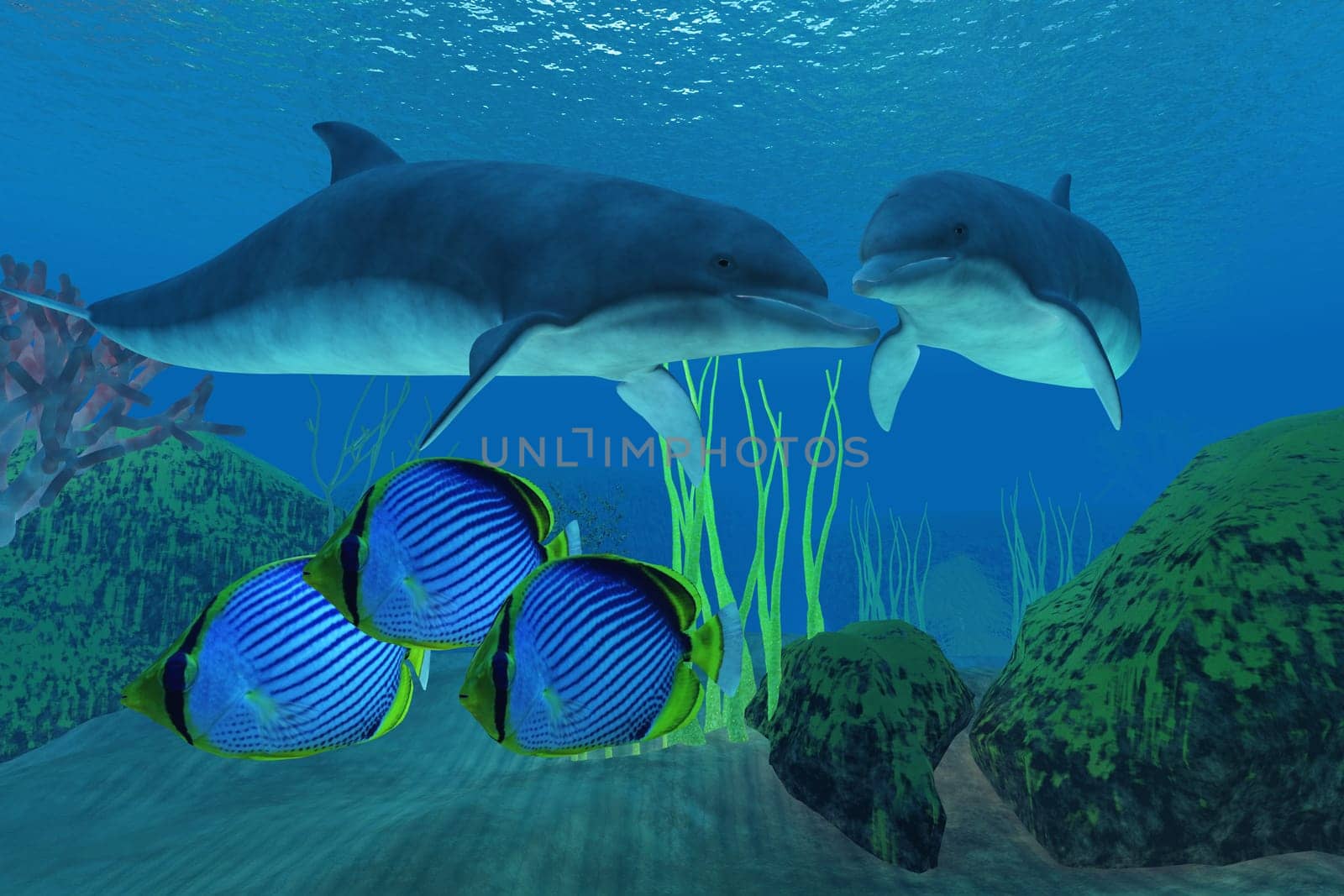 Three Emperor angelfish swim away from two eager Dolphins looking for a meal.