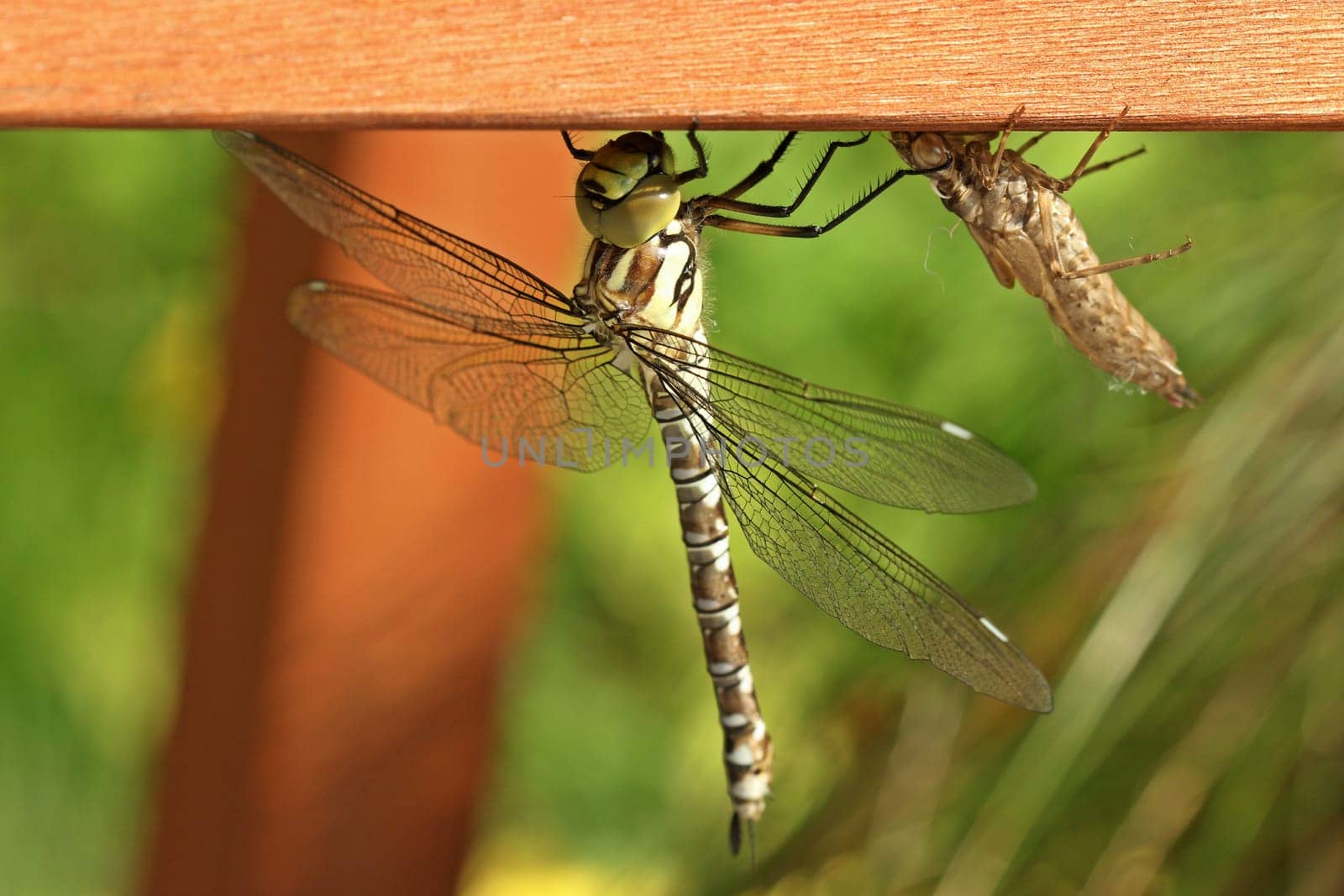 Freshly hatched blue-green mosaic maid (Aeshna cyanea) next to the exuvie at garden bench