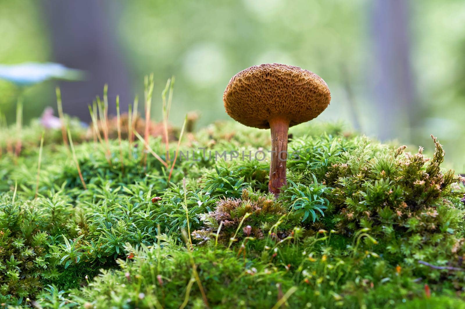 Mushroom on the forest floor in autumn