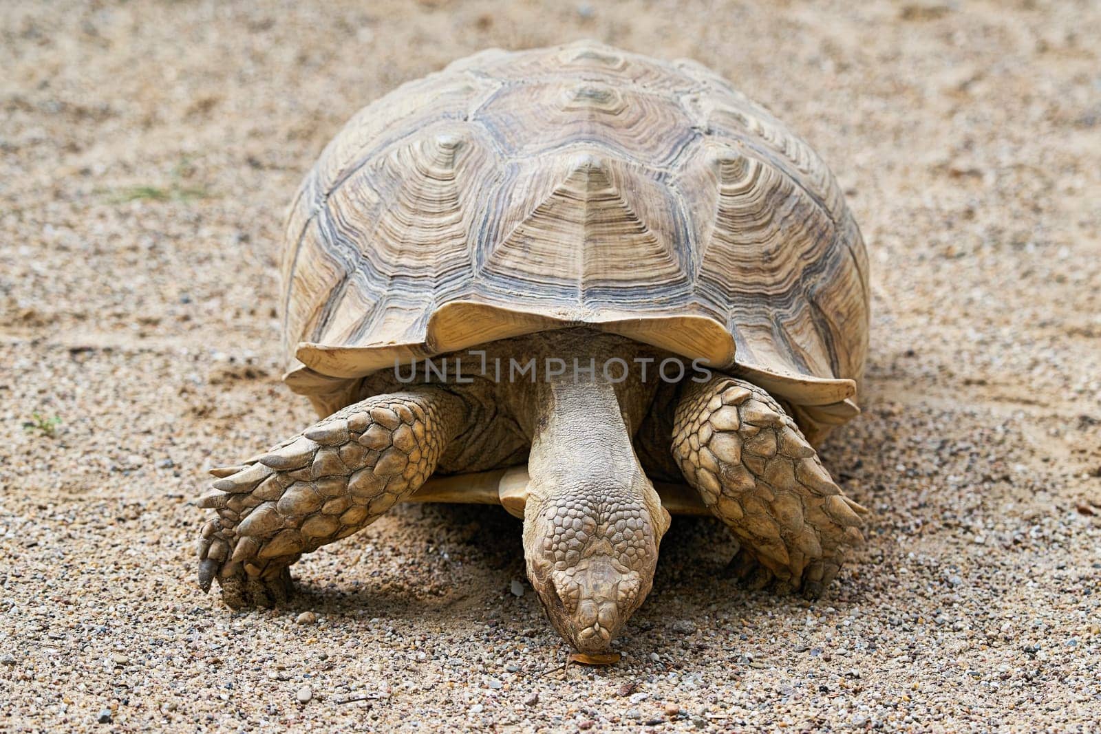 Spur turtle in the sand