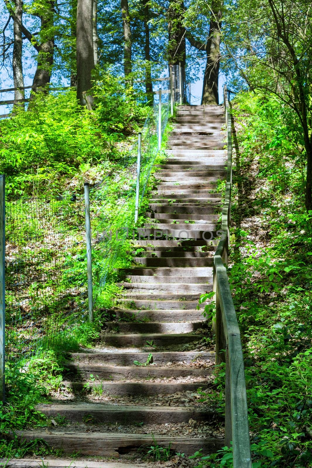 Forest path,hiking trail in the Neandertal with steep stairs..