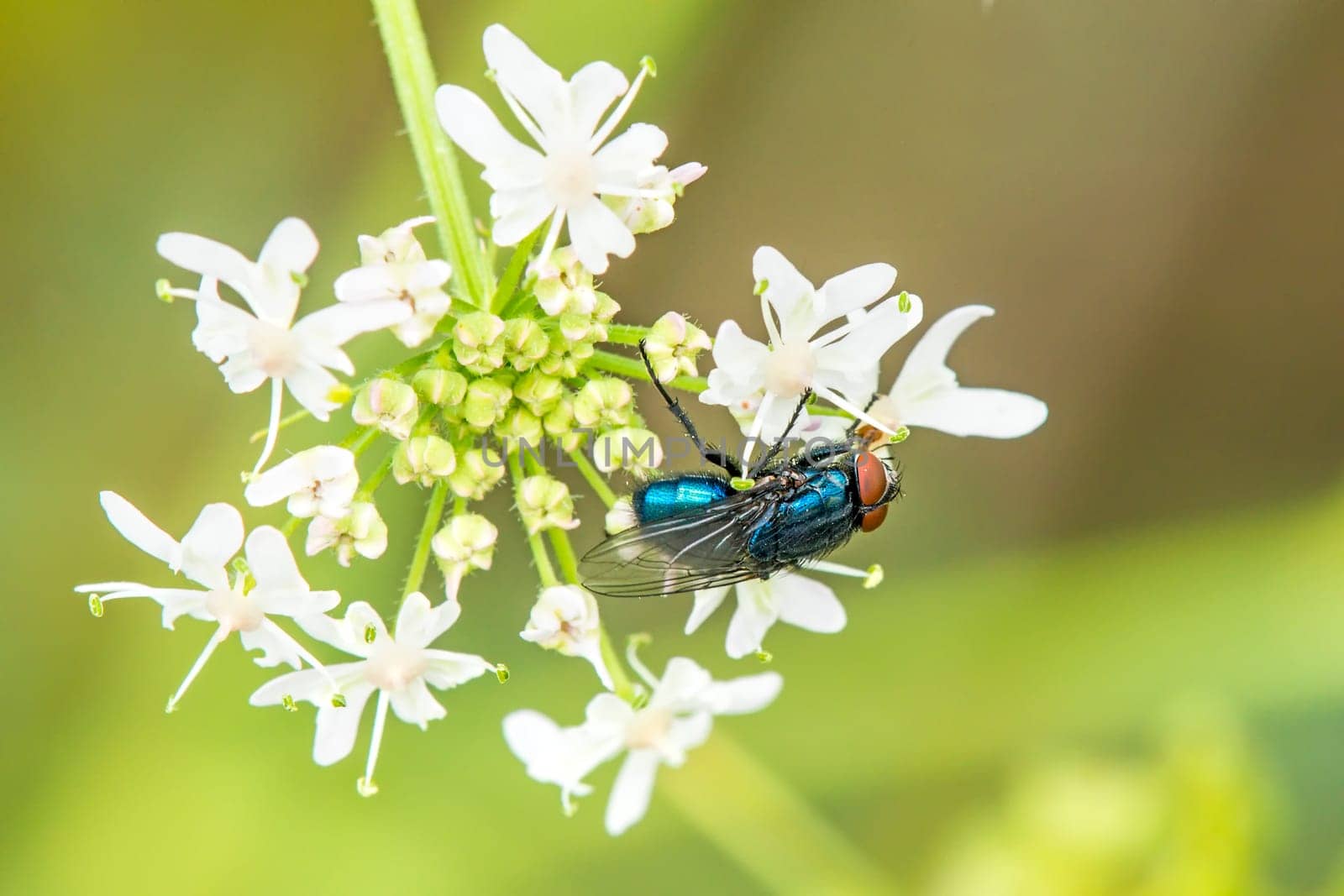 Blue meat fly on white flower